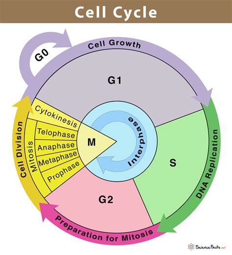 Cell Cycle: Definition, Phases, and Diagram