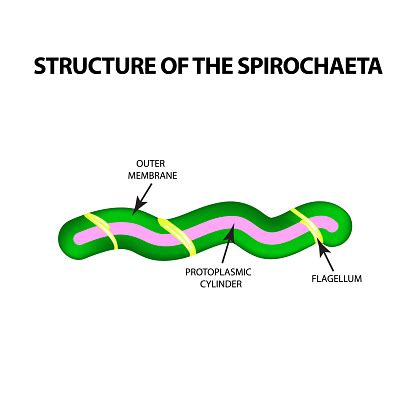 The Structure Of Spirochetes Pale Treponema The Causative Agent Of ...