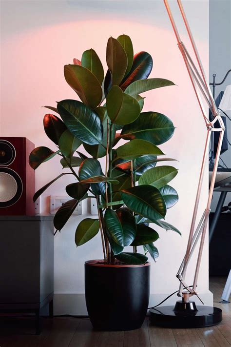 Rubber Plant Care | FlatwithPlants