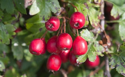 Red Berries Macro Free Stock Photo - Public Domain Pictures