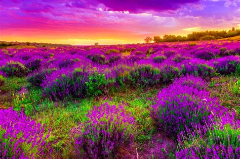 🔥 [50+] Purple Nature Wallpapers and Screensavers | WallpaperSafari