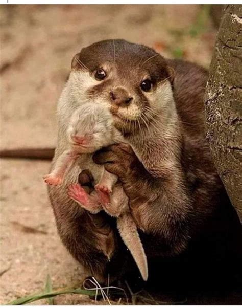 Otters display their babies when they feel threatened so that predators ...