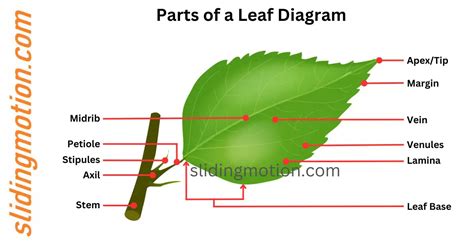 What Are The External Parts Of A Leaf And Their Functions - Infoupdate.org