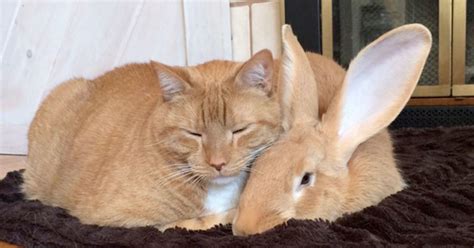 Meet Wallace The Rabbit And Gus The Cat: Two Best Friends That Are ...