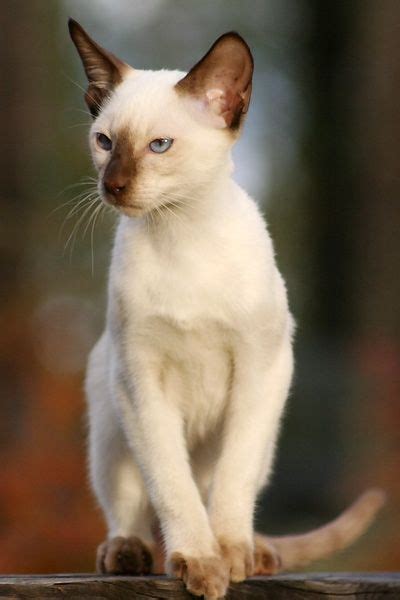 Siamese Cat Ears - British Shorthair