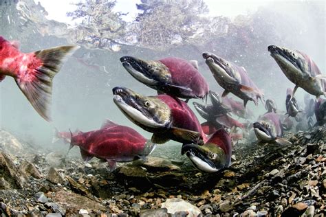 Salmon Facts | Salmon Migration | DK Find Out