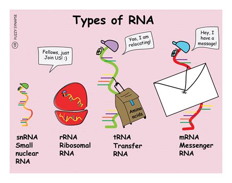 Types of RNA – Fuzzy Synapse