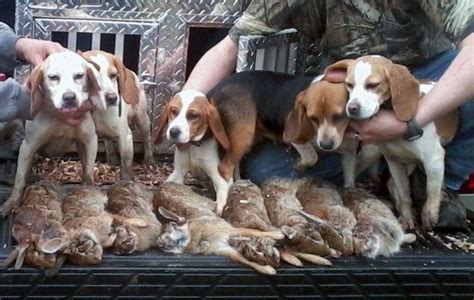 Hunting Pics - Skyline Rabbit Beagles