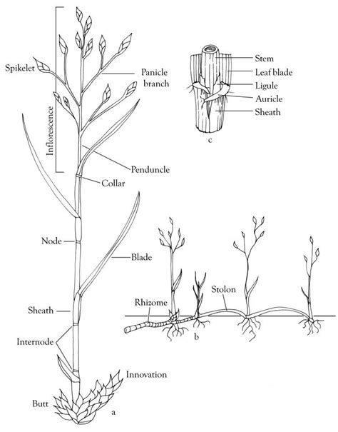 General morphology. a. Culm. b. Rhizome and stolon. c. Sheath, ligule ...