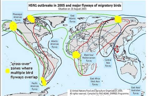 World bird migration map | Agriculture and Farming News | agupdate.com