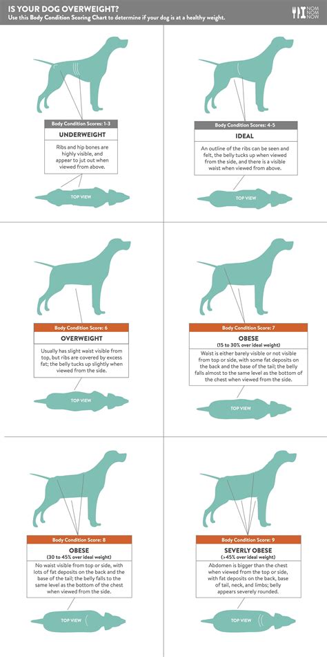 Dog Weight Management: Gaining and Losing Pounds Safely - Nom Nom