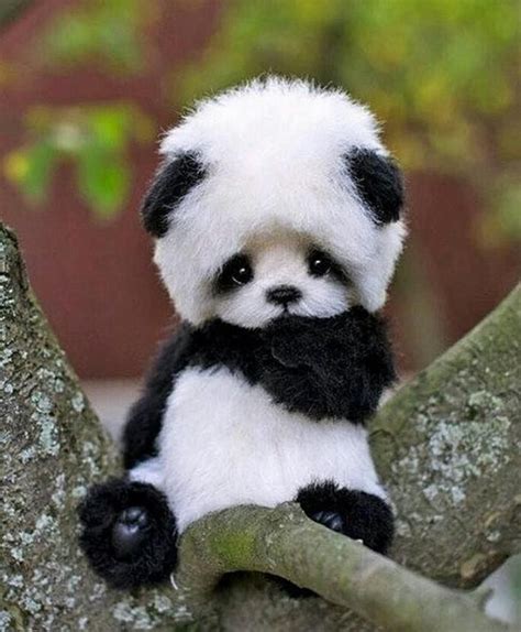 The cutest baby panda out there. ...or a teddy bear wearing a panda hat ...