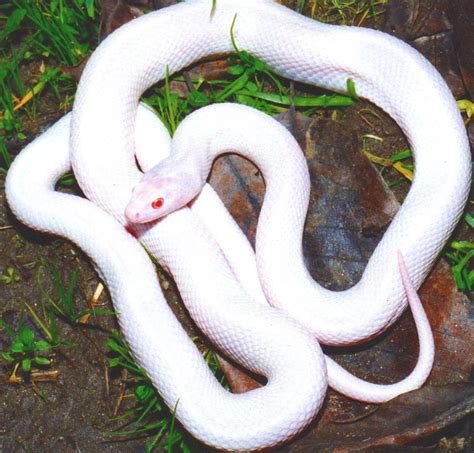 serpent albinos | Albino animals, Rare albino animals, Albino