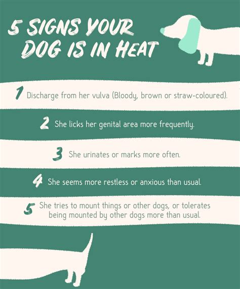 What You Should Know About Spaying Your Pet In Heat | GAIAVETS