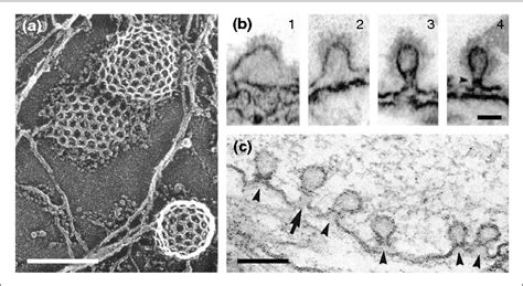 Figure 1 from Snap-shots of clathrin-mediated endocytosis. | Semantic ...