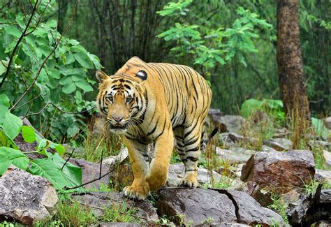 Bengal tiger | Diet, Habitat, & Facts | Britannica