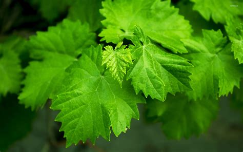 Grape leaves wallpaper - Photography wallpapers - #19091