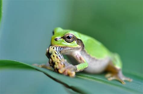 What Do Frogs Eat? Food List & Feeding Guide - Everything Reptiles