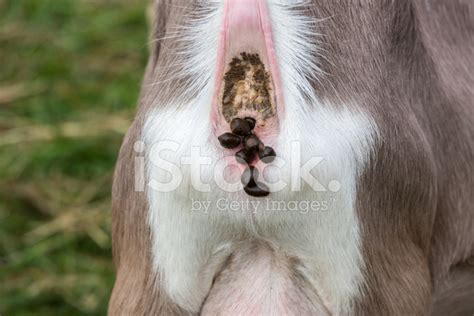 Goat Raising His Tail And Busy With Defecatin Stock Photo | Royalty ...