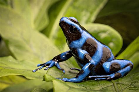 Blue Poison Dart Frog Exotic Pet Amphibian Stock Photo - Image of black ...