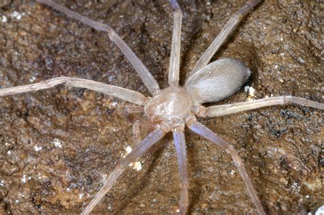 World's first eyeless huntsman spider discovered