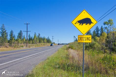 Animal Crossing Signs: 20 More of My Favorites in the Whole Wide World