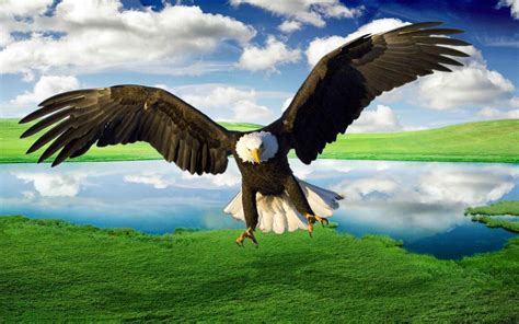 Flying Eagle Hd Desktop Wallpapers - Wallpaper Cave