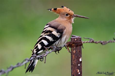 Other Terrestrial Birds | Birds of India