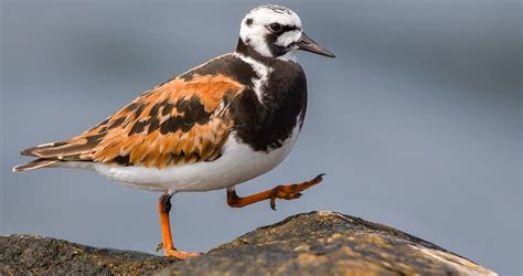 Ruddy Turnstone Identification, All About Birds, Cornell Lab of Ornithology