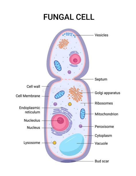 Fungal Cell Vs Animal Cell