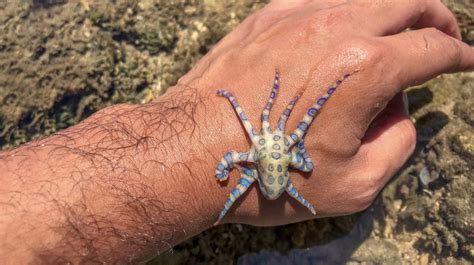 How Many People Have Died From Blue Ringed Octopus