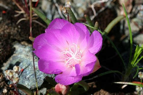 Montana State Flower | Bitterroot