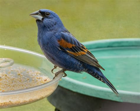 Blue Grosbeak - FeederWatch