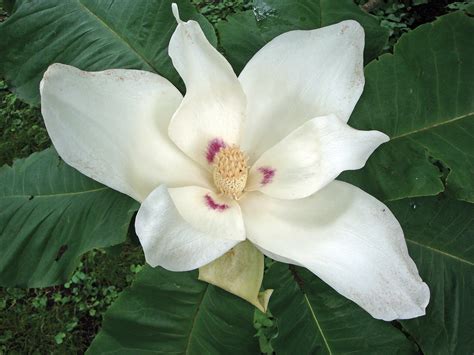 Magnolia macrophylla - Arnold Arboretum | Arnold Arboretum