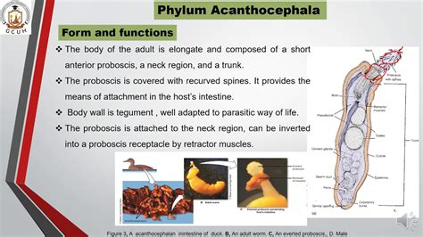 Phylum Acanthocephala - YouTube