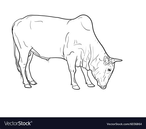 Drawing of ox Royalty Free Vector Image - VectorStock