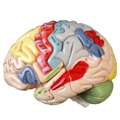 VAB400 Color-Coded Human Brain - Brains & Nervous System - Anatomical ...