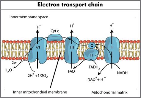 In the electron transport chain during terminal oxidation, the ...