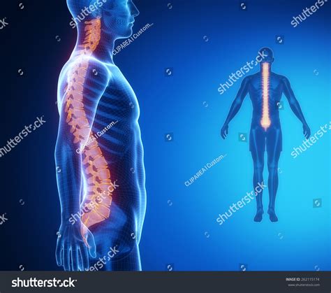 Spine Bone Anatomy Xray Scan Stock Illustration 262115174 | Shutterstock