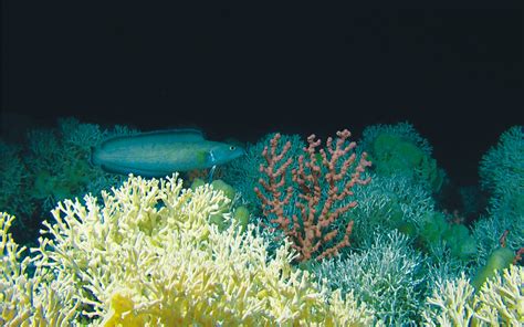 Hidden Forests: Deep Water Reefs | Coral Reefs Blog