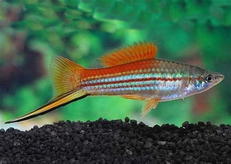 X15 Green Swordtail Fish - 1" - 2" Each - Freshwater Fish only $114.53