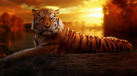 77 Majestic Tiger Pictures · Pexels · Free Stock Photos