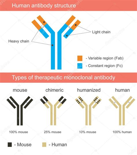 Human antibody structure illustration with four types of monoclonal ...