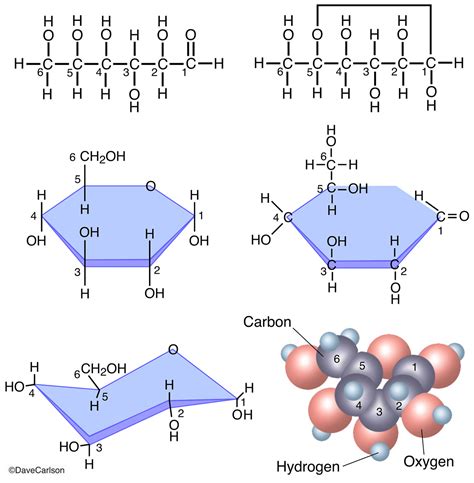 Glucose Molecule : : Carlson Stock Art