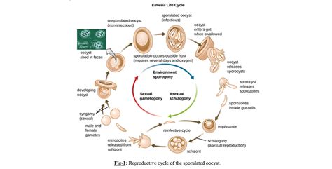 PREVENTION AND CONTROL OF COCCIDIOSIS IN POULTRY PRODUCTION