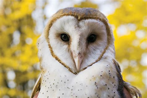 Barn Owl Nesting Box Program — Citizens for Los Angeles Wildlife