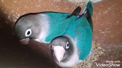 Breeding Progress of Masked African Lovebirds - YouTube