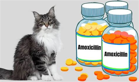 Amoxicillin For Cats: Dosage Calculator & Chart By Weight