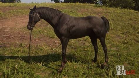 Black Arabian Horse | RDR2 & Online Horse Stats & Locations