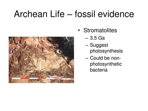 PPT - Recap of Archean Proterozoic life PowerPoint Presentation, free ...